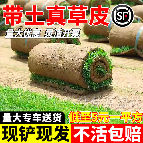 免修剪草皮真草坪带泥土别墅庭院绿化专用草坪果岭草台湾草马尼拉