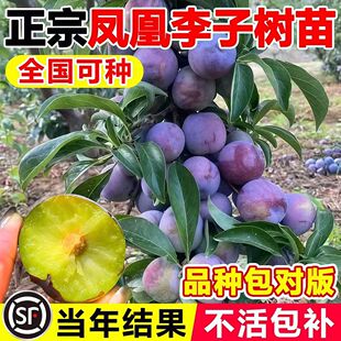 正宗凤凰李子树苗果树苗盆栽地栽庭院蜂糖新品种特大号南北方种植
