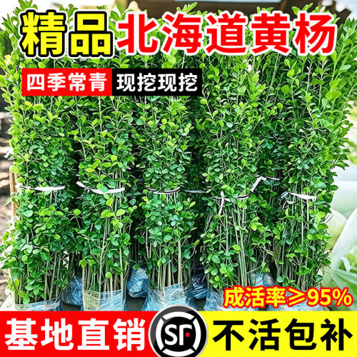 北海道黄杨苗冬青树苗四季常青大叶苗庭院围墙植物耐寒旱绿篱笆墙