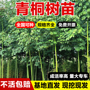青桐树苗中国梧桐树苗庭院绿化风景树绿化苗木行道树青桐苗桐麻树