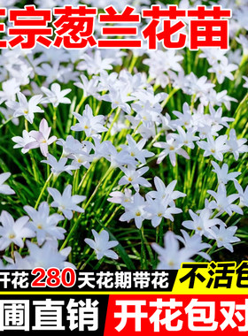 小二推荐（葱兰花苗基地）
