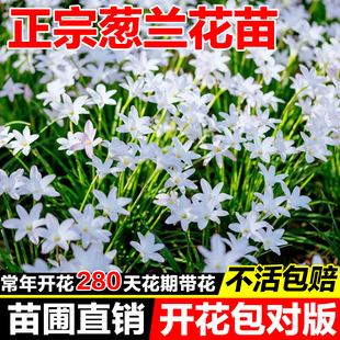 葱兰花苗韭菜兰花苗风雨兰苗多年生耐寒耐旱四季播种工程绿化花苗