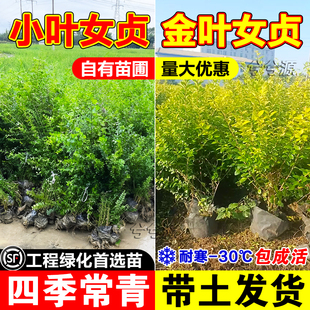 金叶小叶女贞树苗造型树金叶女贞球庭院绿篱绿化苗木耐寒四季常青