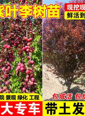 紫叶李树苗现挖现发包成活耐寒