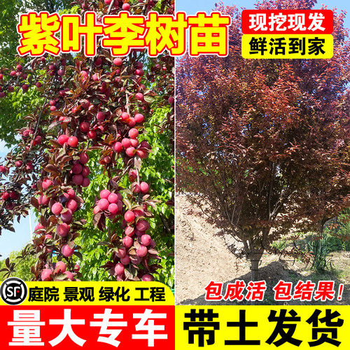紫叶李树苗现挖现发包成活耐寒