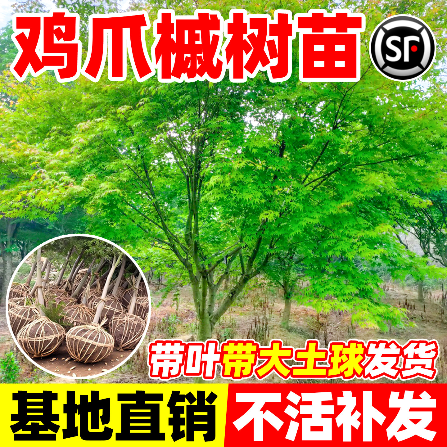 小叶鸡爪槭树苗原生苗丛生鸡爪红枫树苗盆景庭院别墅风景大树绿植图片