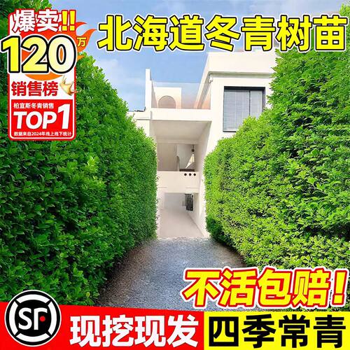 冬青树苗法国直立绿化苗庭院围墙植物四季常青耐寒丛生北海道黄杨
