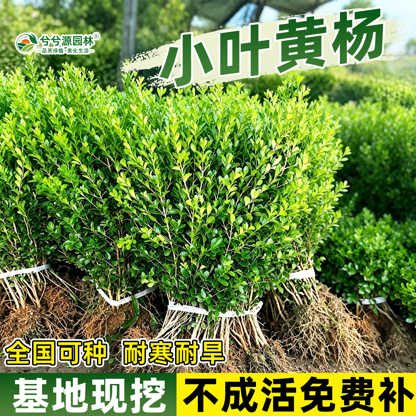 小二推荐（黄杨基地现挖现发）