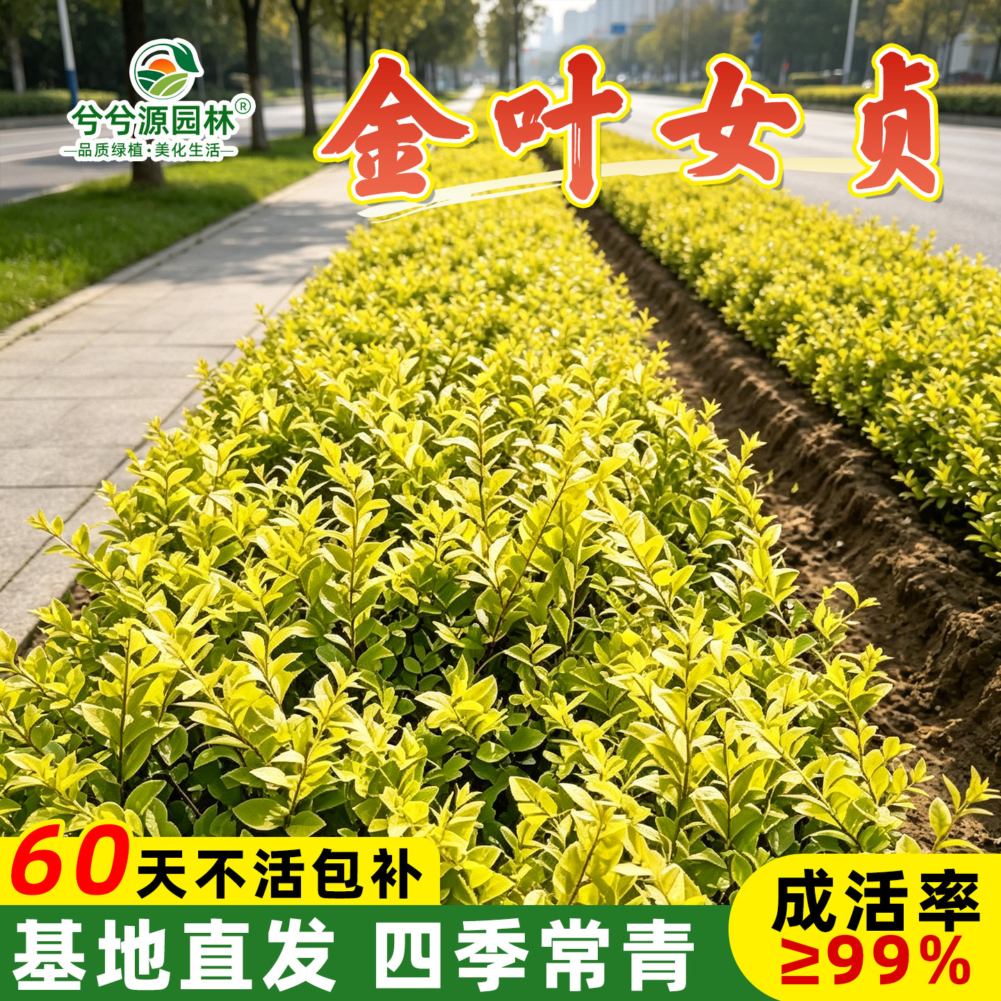 小二推荐（女贞基地现挖现发）