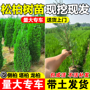 侧柏树苗盆景盆栽墓前树侧柏籽塔柏龙柏松柏树苗带土发货四季常青