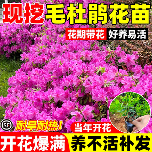 毛杜鹃夏娟毛娟花苗英八茶梅盆栽庭院财神朝仓绿化映山红植物树苗