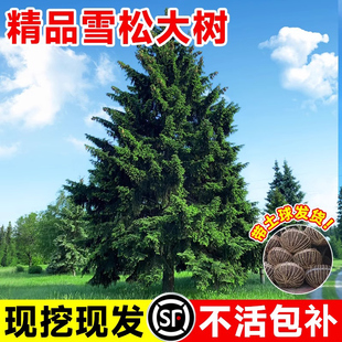 雪松树苗黑松白皮松四季常青公园绿化景观松树树苗耐旱耐寒风景树