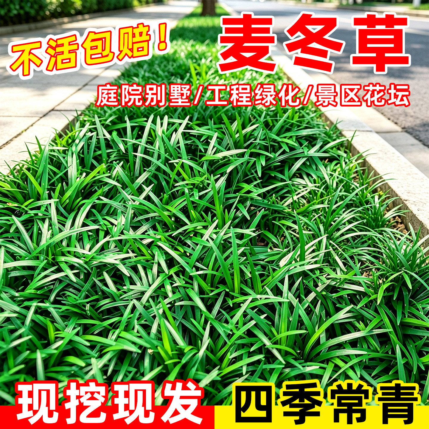 小二推荐（矮麦冬基地现挖现发）图片