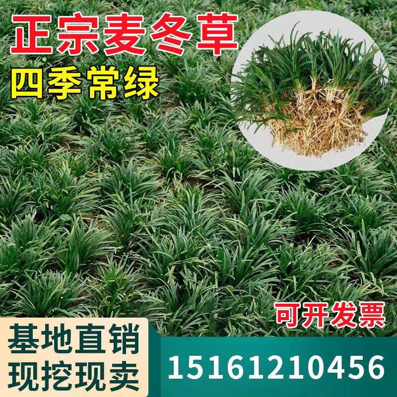 日本矮麦冬草苗耐寒别墅庭院园林绿化草坪植物带土麦冬草苗玉龙草