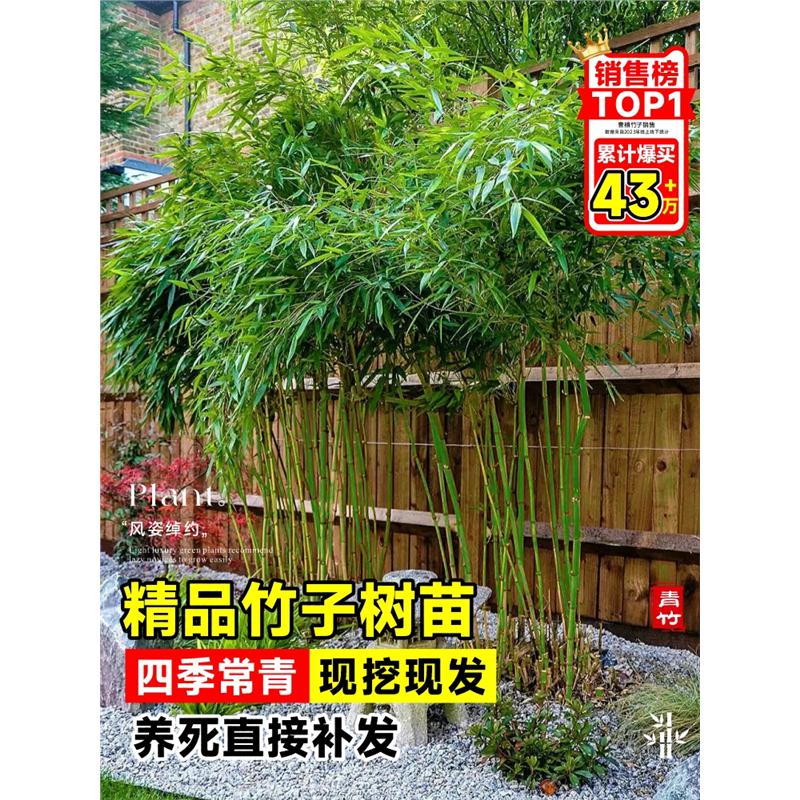 竹子苗庭院室外植物紫竹观赏盆栽实心青竹苗金镶玉罗汉竹四季植物