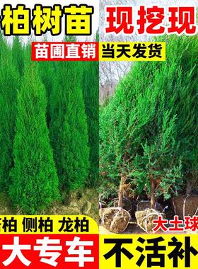小二推荐（松柏苗量大送货上门）