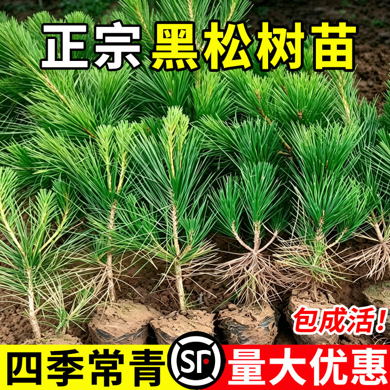 黑松树苗园林绿化工程苗木绿植雪松盆栽松树苗四季常青南北方种植