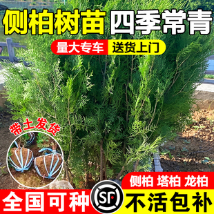 侧柏树苗盆景盆栽墓前树侧柏松柏塔柏树苗四季常青洗头养护发绿植