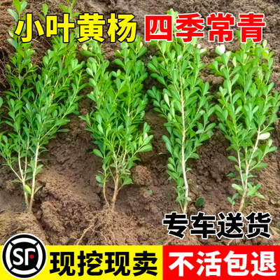 批发庭院绿篱小叶黄杨四季常青