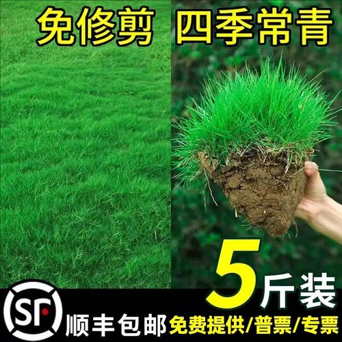 草坪草籽护坡狗牙根马尼拉四季常青庭院地毯草皮绿化黑麦草种子孑
