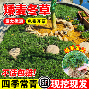 日本矮生麦冬草玉龙草苗穴盘苗中细叶庭院别墅耐寒耐热四季常绿