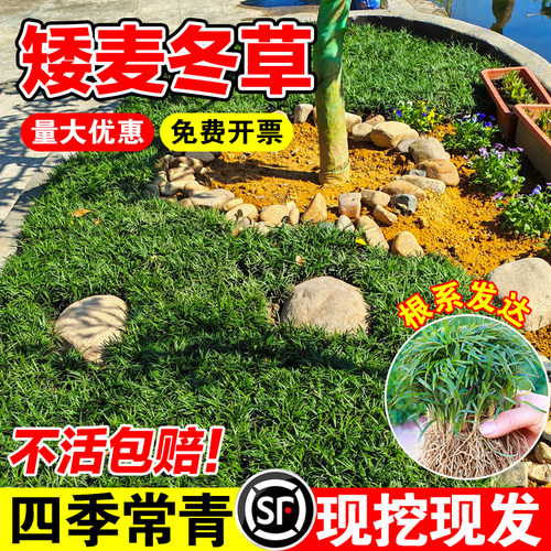 （小二推荐）麦冬草基地现挖发货