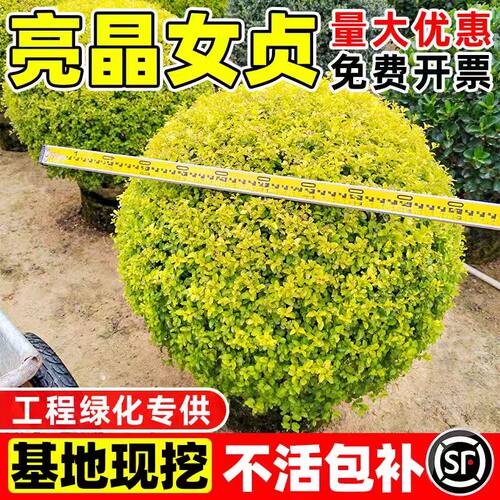 小二推荐（亮晶小叶女贞球）