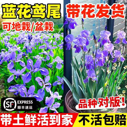 小二推荐（鸢尾花苗现挖现发）