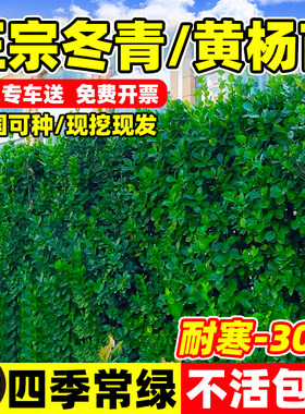 北海道黄杨冬青树苗篱笆墙围墙绿篱四季常青耐寒丛生大叶绿化植物