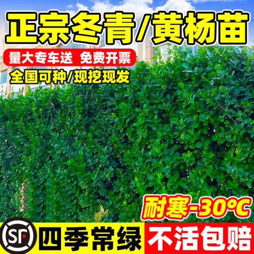 北海道黄杨冬青树苗篱笆墙围墙绿篱四季常青耐寒丛生大叶绿化植物