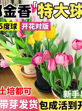 小二推荐（郁金香特大种球）