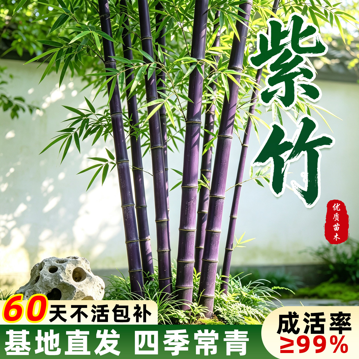 紫竹苗四季常青庭院围墙造景观赏竹子苗南北种植耐寒耐旱景观绿植