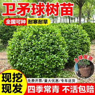 卫矛球树苗卫矛苗庭院别墅四季常青耐寒绿化苗卫矛冬青篱笆墙植物