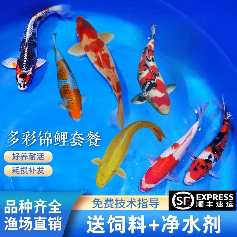 锦鲤观赏鱼好养易活顺丰包邮包活