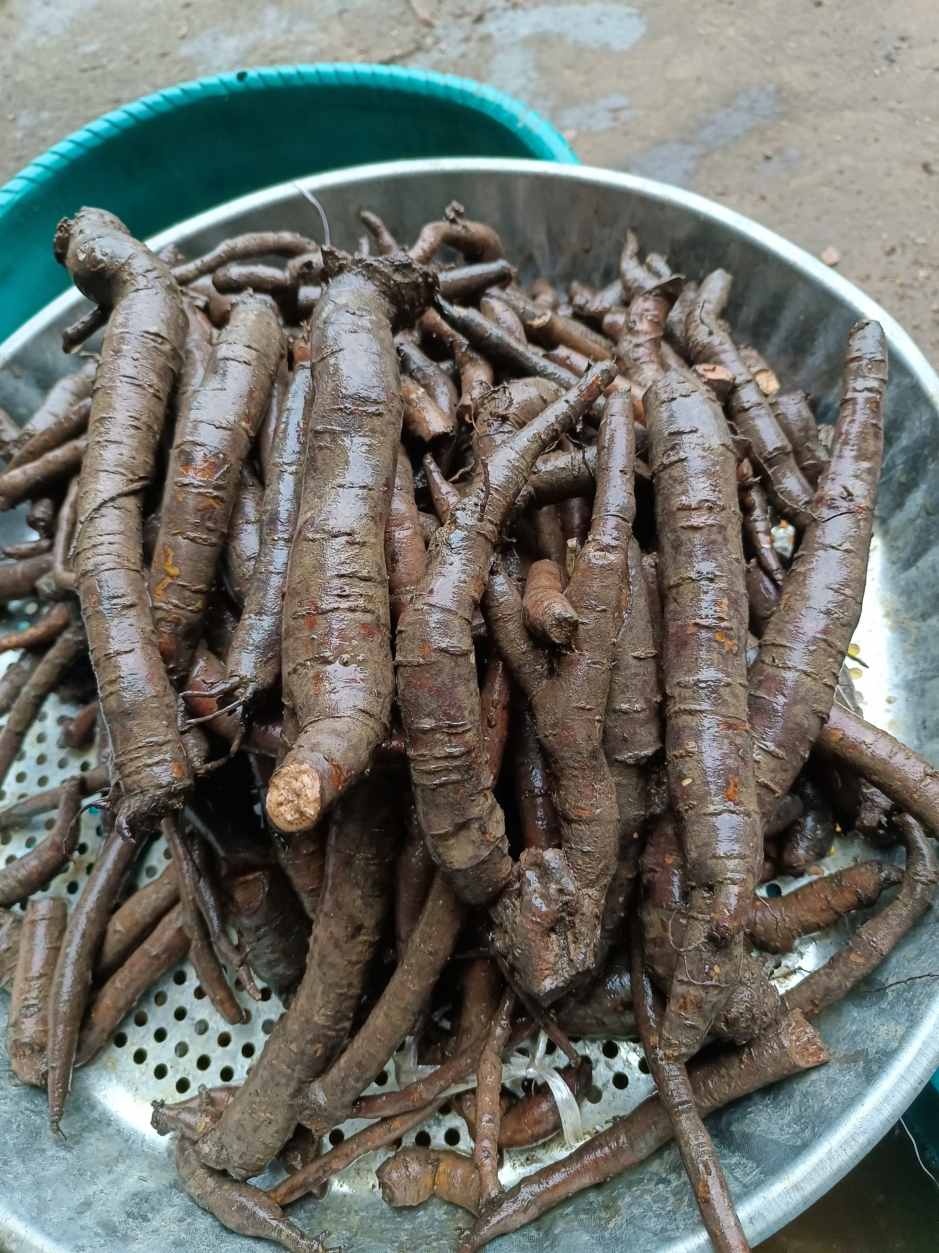 新鲜白芍现挖真白芍根看的见真正的无硫鲜货,自己加工更放心
