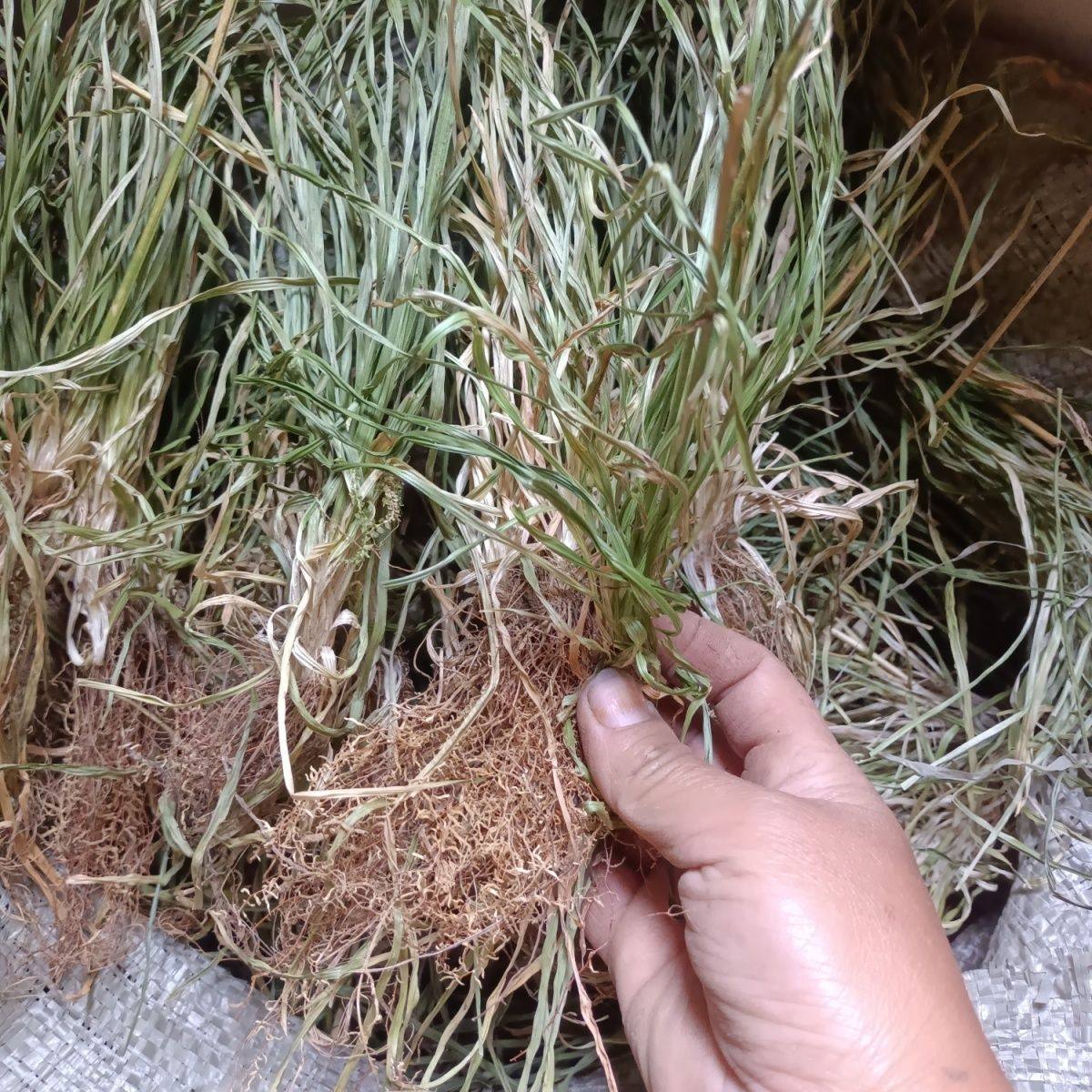 四川野生新鲜肺经草晒干小肺心草肺筋草梅花草金线吊白米晒干发货