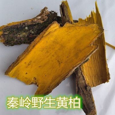 秦岭深山黄柏皮干货正宗老树黄柏劈皮川黄柏劈木四川黄柏皮晒干