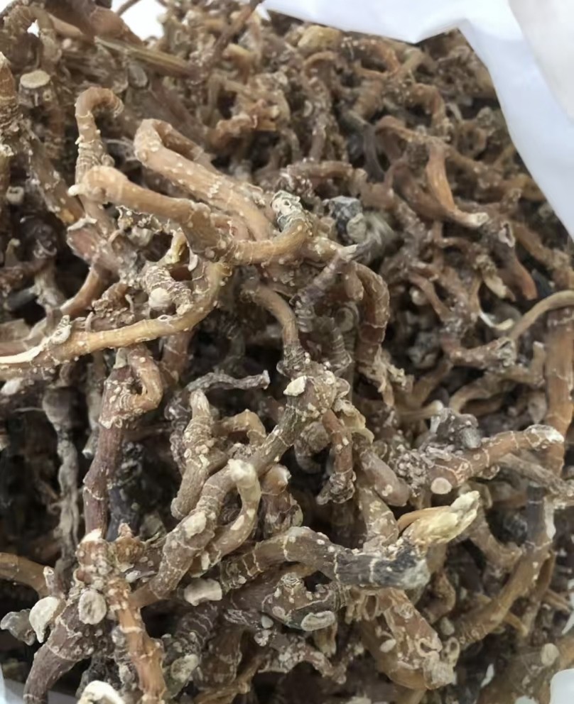 秦岭深山野生玉竹干货新鲜无硫玉竹茶秦岭小白鸡葳蕤尾参条南沙参