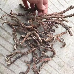 深山石菖蒲中药材整条正宗九节菖蒲石菖卜山菖蒲自然晒干野生医用