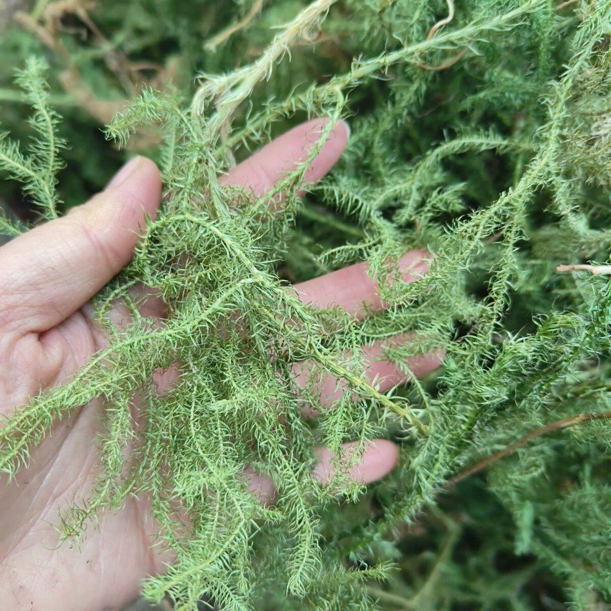 野生伸筋草自然晒干无硫熏筋骨草舒筋草通筋草透骨草泡脚草