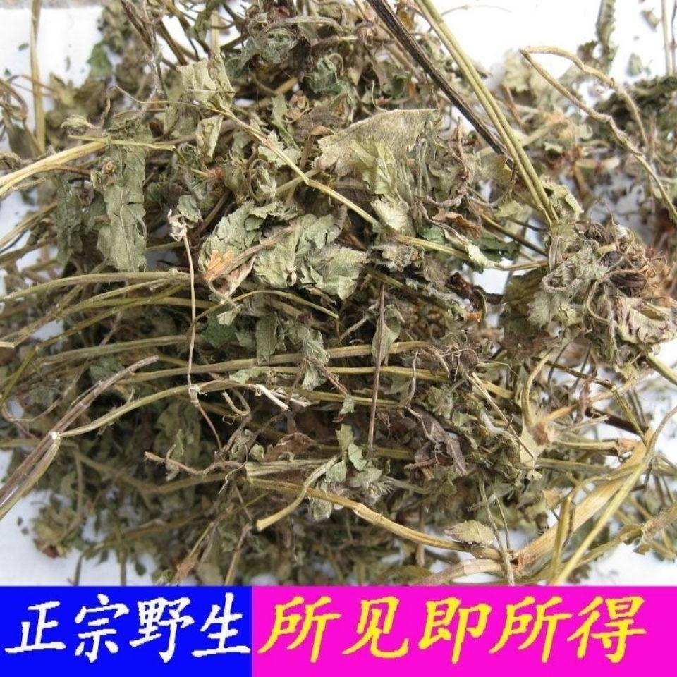 透骨消 活血丹大透骨消满山香透骨草 秦岭深山野生透骨消新鲜干货