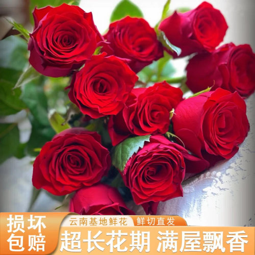 云南基地直发红玫瑰鲜切花