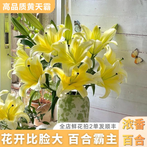 黄天霸香水百合鲜切花云南直发