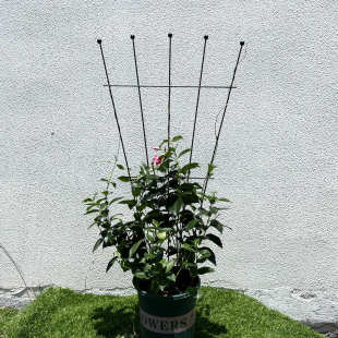 铁艺山乌龟铁线莲球兰月季 花架子爬藤架绿萝植物攀爬小支架支撑杆