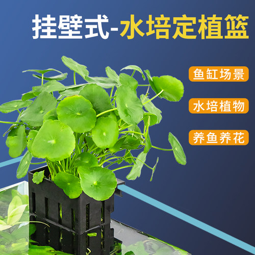 水培固定篮鱼缸造景室内水草固定装饰壁挂式种植杯绿萝挂壁篮