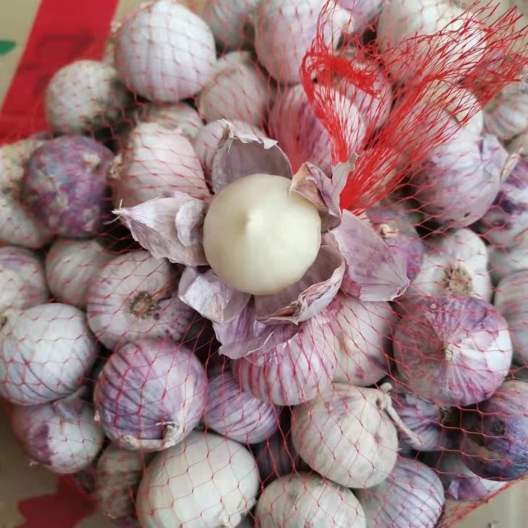 2022新蒜头紫皮大蒜干蒜独头大蒜干蒜5斤特大10斤独头蒜包邮新鲜