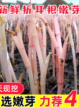 嫩芽折耳根四川鱼腥草嫩叶子侧耳根猪鼻孔凉拌菜农家自种新鲜蔬菜