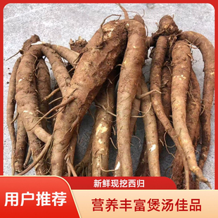 云南甜当归新鲜现挖西归鲜货土当归菜当归批发煲汤食材料云归野生