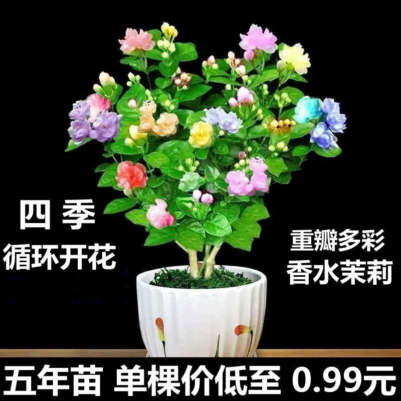 重瓣茉莉花盆栽室内四季开花观花植物阳台花卉驱蚊净化空气绿植苗