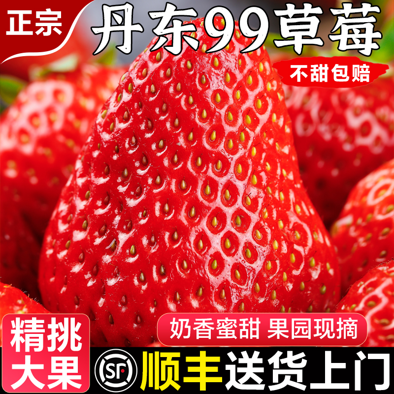 正宗丹东99草莓新鲜水果当季礼盒红颜九九大甜草莓牛奶油顺丰包邮